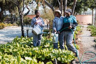 New pilot backs youth-owned micro-farming start-ups to tackle jobs crisis and food insecurity